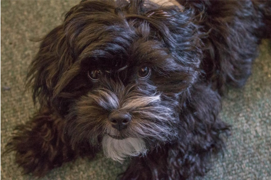 Canine carer joins Fledge staff team!
